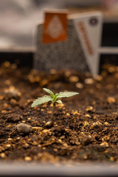 White Widow 🕷️ F1 Auto - Xamnesia x B&B. Week 1 - White Widow F1 Hybrid Auto - Day 6