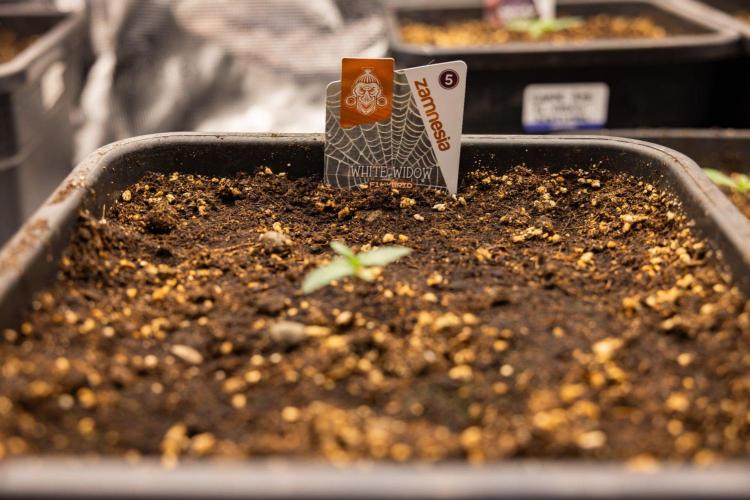 White Widow 🕷️ F1 Auto - Xamnesia x B&B. Week 1 - White Widow F1 Hybrid Auto - Day 6
