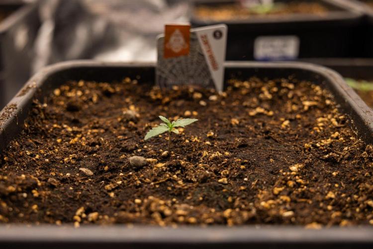 White Widow 🕷️ F1 Auto - Xamnesia x B&B. Week 1 - White Widow F1 Hybrid Auto - Day 6