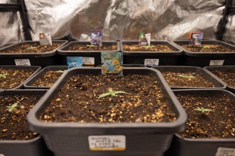 White Widow 🕷️ F1 Auto - Xamnesia x B&B. Week 1 - White Widow F1 Hybrid Auto - Day 6