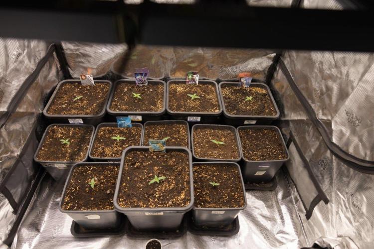 White Widow 🕷️ F1 Auto - Xamnesia x B&B. Week 1 - Zamnesia x Plagron - Autoflowering Box - Crew Pics