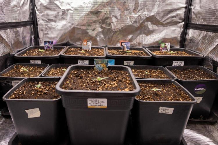 White Widow 🕷️ F1 Auto - Xamnesia x B&B. Week 1 - Zamnesia x Plagron - Autoflowering Box - Crew Pics