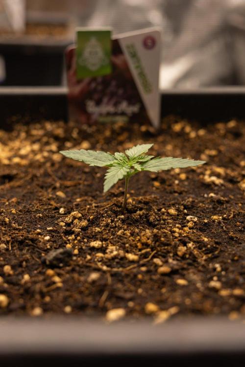 Grape Ape 🍇 F1 Auto - Xamnesia x B&B. Week 1 - Grape Ape - F1 Hybrid Automatic - Day 6