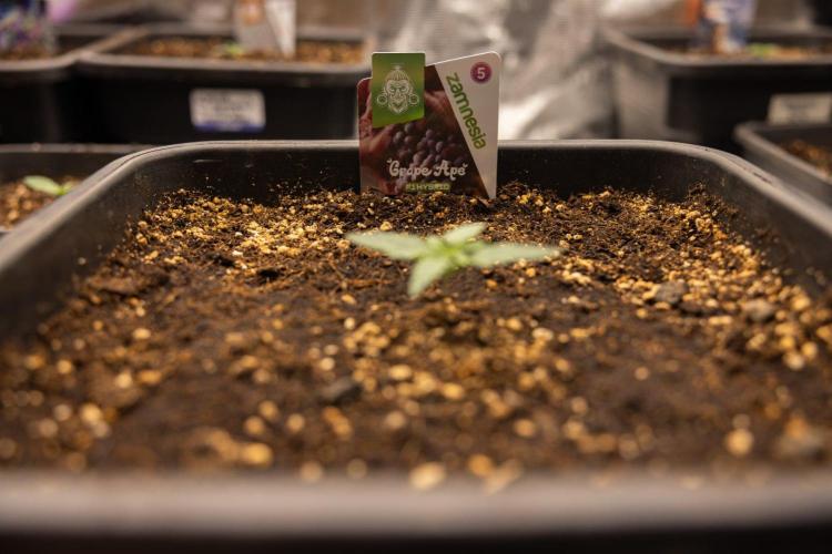 Grape Ape 🍇 F1 Auto - Xamnesia x B&B. Week 1 - Grape Ape - F1 Hybrid Automatic - Day 6