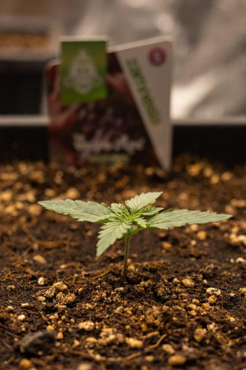 Grape Ape 🍇 F1 Auto - Xamnesia x B&B. Week 1 - Grape Ape - F1 Hybrid Automatic - Day 6
