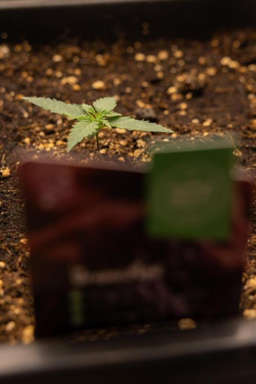 Grape Ape 🍇 F1 Auto - Xamnesia x B&B. Week 1 - Grape Ape - F1 Hybrid Automatic - Day 6