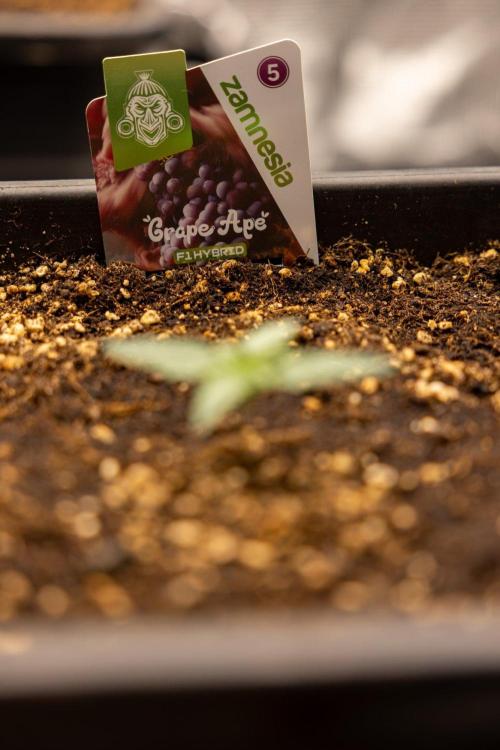 Grape Ape 🍇 F1 Auto - Xamnesia x B&B. Week 1 - Grape Ape - F1 Hybrid Automatic - Day 6