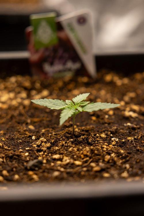 Grape Ape 🍇 F1 Auto - Xamnesia x B&B. Week 1 - Grape Ape - F1 Hybrid Automatic - Day 6