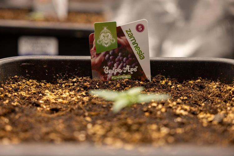 Grape Ape 🍇 F1 Auto - Xamnesia x B&B. Week 1 - Grape Ape - F1 Hybrid Automatic - Day 6
