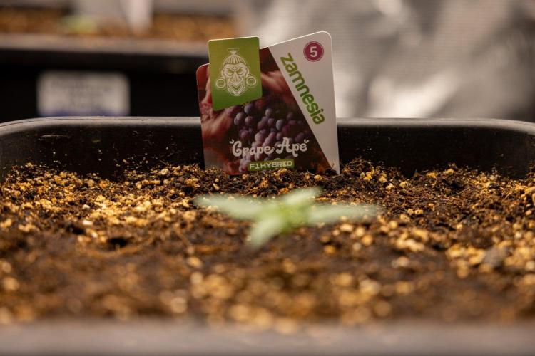 Grape Ape 🍇 F1 Auto - Xamnesia x B&B. Week 1 - Grape Ape - F1 Hybrid Automatic - Day 6