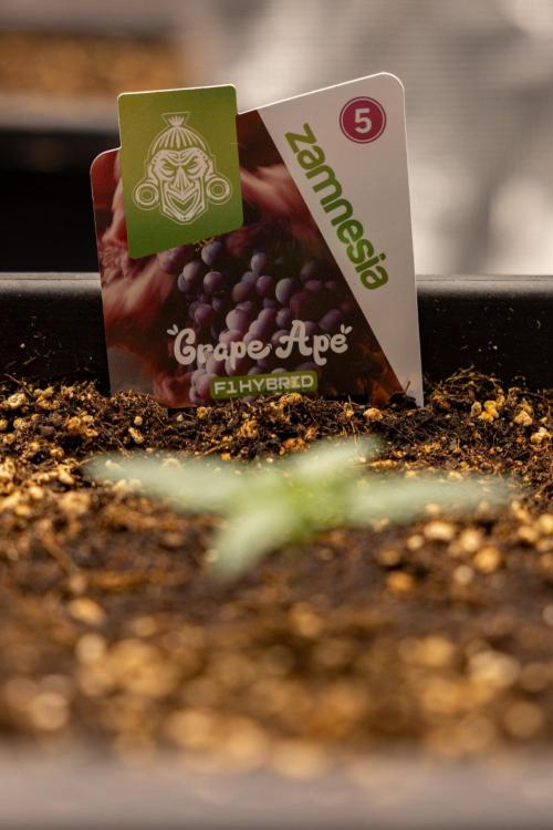 Grape Ape 🍇 F1 Auto - Xamnesia x B&B. Week 1 - Grape Ape - F1 Hybrid Automatic - Day 6