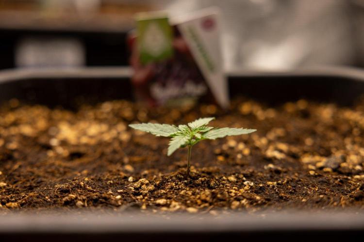 Grape Ape 🍇 F1 Auto - Xamnesia x B&B. Week 1 - Grape Ape - F1 Hybrid Automatic - Day 6