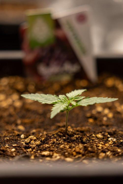 Grape Ape 🍇 F1 Auto - Xamnesia x B&B. Week 1 - Grape Ape - F1 Hybrid Automatic - Day 6