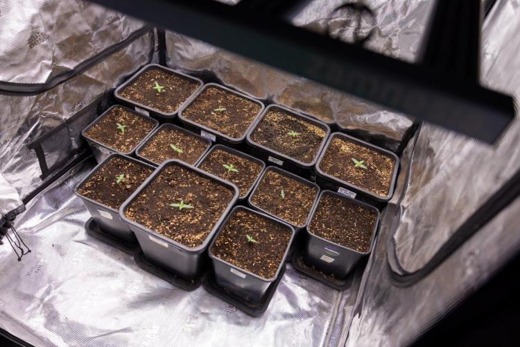 Grow Tent 120x120x200. Week 1
