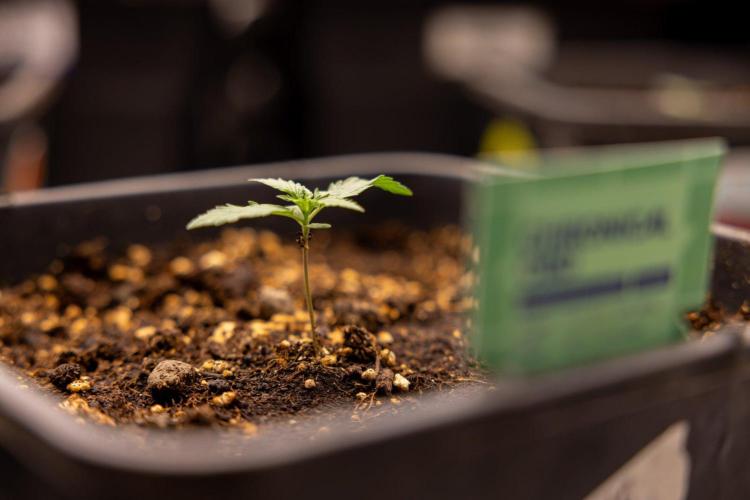 Chronical 1:1 ☤ - Zamnesia x B&B. Week 1 - Chronical CBD 1:1 - f1 Hybrid Automatic - Day 6