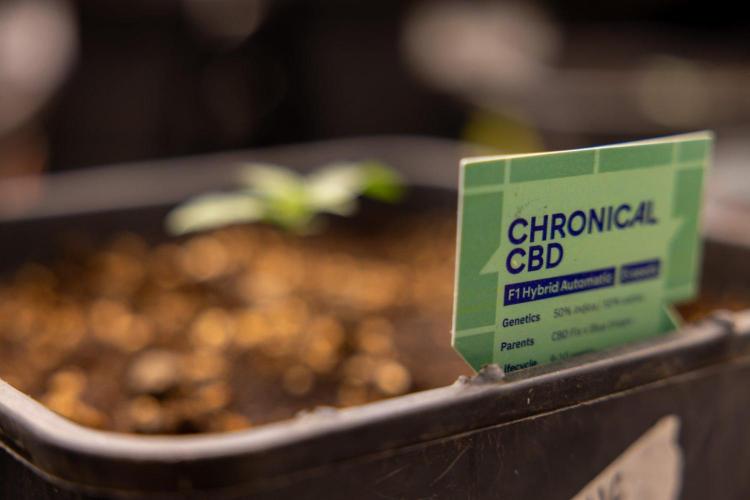 Chronical 1:1 ☤ - Zamnesia x B&B. Week 1 - Chronical CBD 1:1 - f1 Hybrid Automatic - Day 6