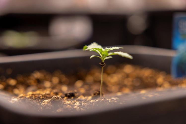 Chronical 1:1 ☤ - Zamnesia x B&B. Week 1 - Chronical CBD 1:1 - f1 Hybrid Automatic - Day 6