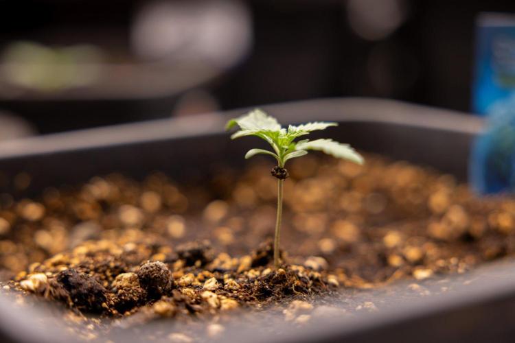 Chronical 1:1 ☤ - Zamnesia x B&B. Week 1 - Chronical CBD 1:1 - f1 Hybrid Automatic - Day 6