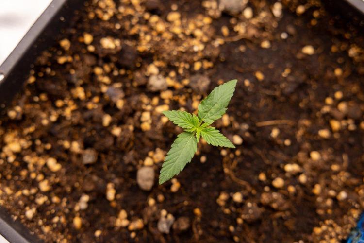 Chronical 1:1 ☤ - Zamnesia x B&B. Week 1 - Chronical CBD 1:1 - f1 Hybrid Automatic - Day 6