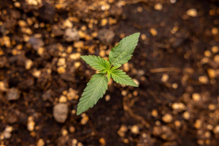 Chronical 1:1 ☤ - Zamnesia x B&B. Week 1 - Chronical CBD 1:1 - f1 Hybrid Automatic - Day 6