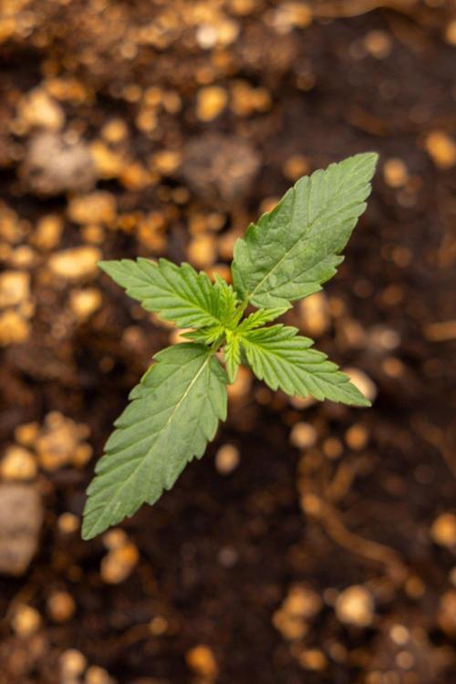 Chronical 1:1 ☤ - Zamnesia x B&B. Week 1 - Chronical CBD 1:1 - f1 Hybrid Automatic - Day 6
