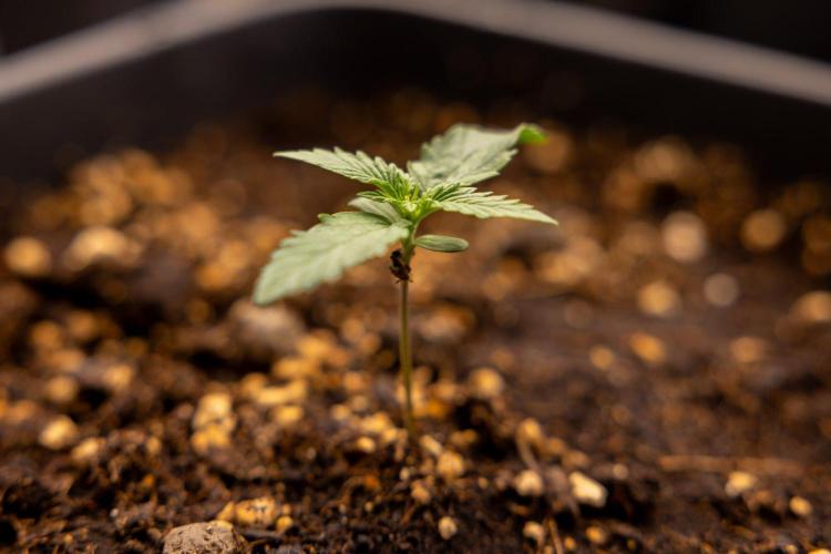 Chronical 1:1 ☤ - Zamnesia x B&B. Week 1 - Chronical CBD 1:1 - f1 Hybrid Automatic - Day 6