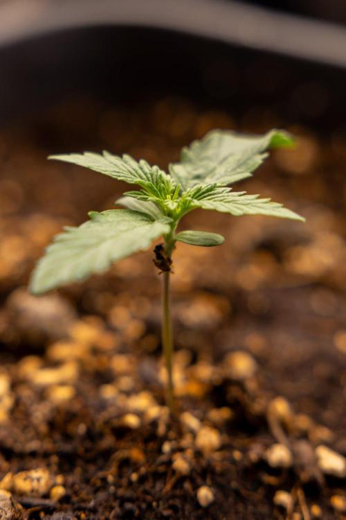 Chronical 1:1 ☤ - Zamnesia x B&B. Week 1 - Chronical CBD 1:1 - f1 Hybrid Automatic - Day 6