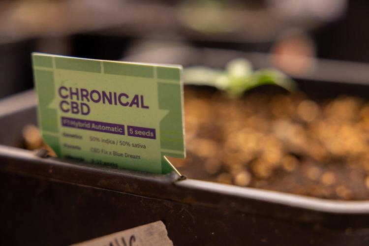 Chronical 1:1 ☤ - Zamnesia x B&B. Week 1 - Chronical CBD 1:1 - f1 Hybrid Automatic - Day 6