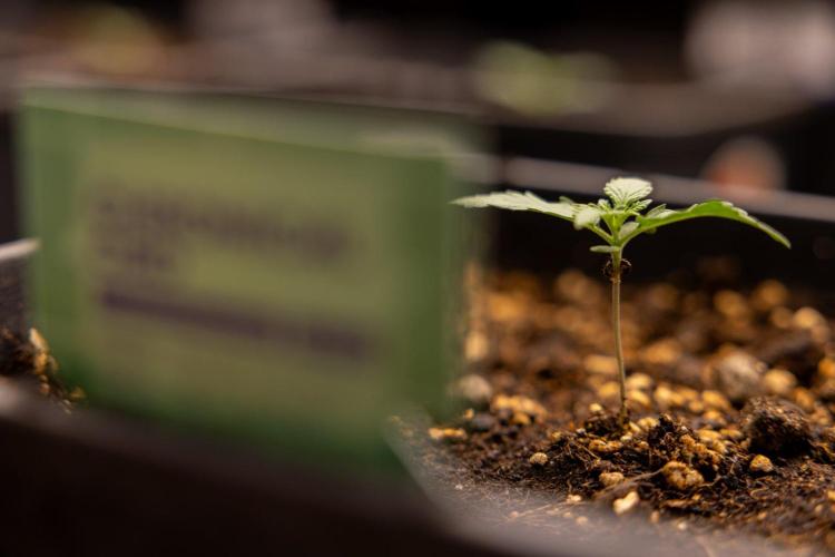 Chronical 1:1 ☤ - Zamnesia x B&B. Week 1 - Chronical CBD 1:1 - f1 Hybrid Automatic - Day 6