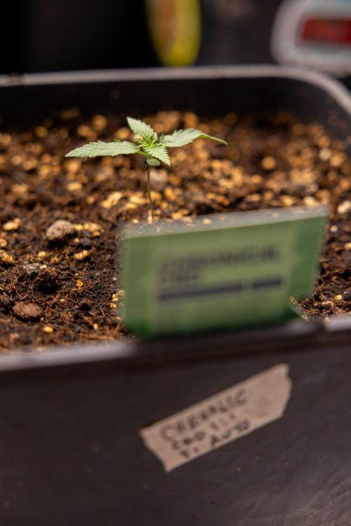 Chronical 1:1 ☤ - Zamnesia x B&B. Week 1 - Chronical CBD 1:1 - f1 Hybrid Automatic - Day 6
