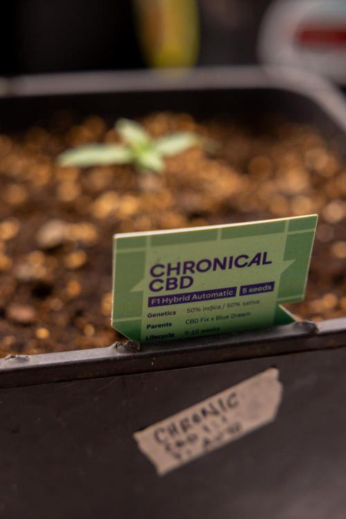 Chronical 1:1 ☤ - Zamnesia x B&B. Week 1 - Chronical CBD 1:1 - f1 Hybrid Automatic - Day 6