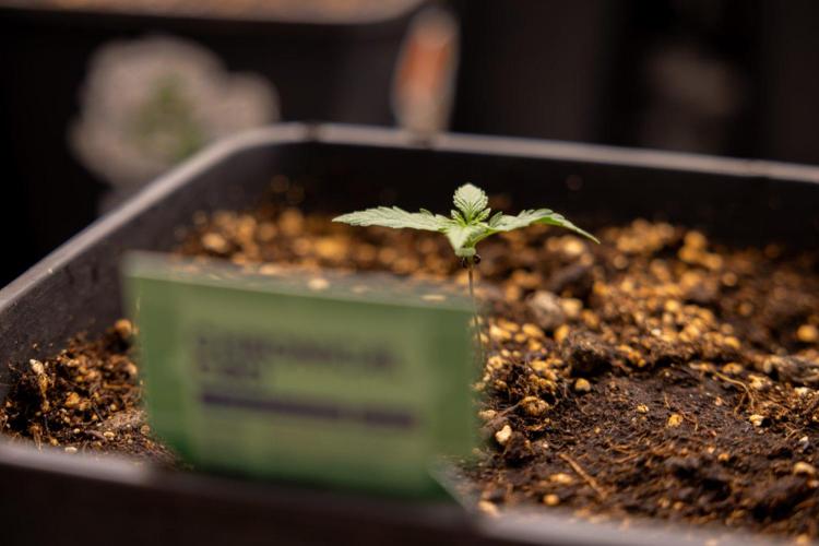 Chronical 1:1 ☤ - Zamnesia x B&B. Week 1 - Chronical CBD 1:1 - f1 Hybrid Automatic - Day 6