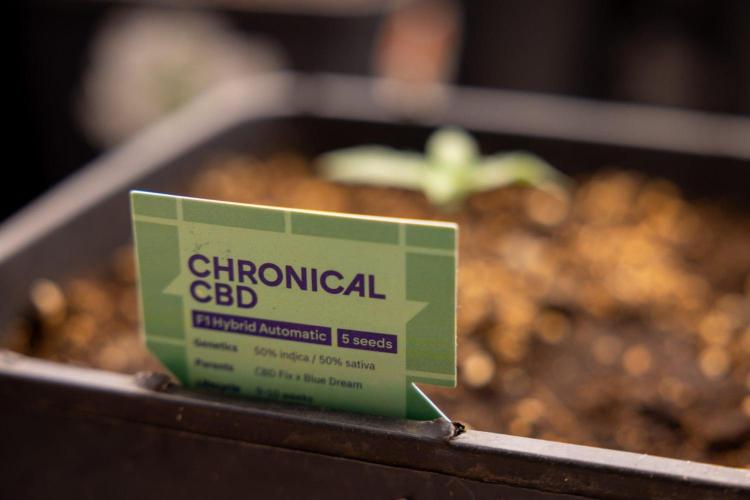 Chronical 1:1 ☤ - Zamnesia x B&B. Week 1 - Chronical CBD 1:1 - f1 Hybrid Automatic - Day 6