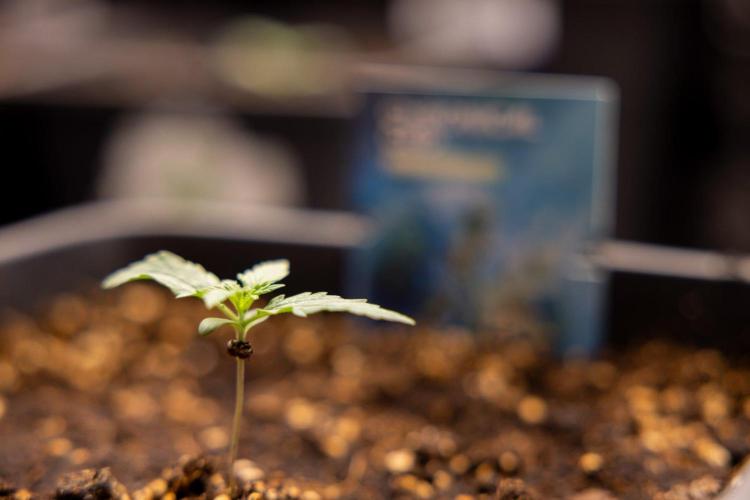 Chronical 1:1 ☤ - Zamnesia x B&B. Week 1 - Chronical CBD 1:1 - f1 Hybrid Automatic - Day 6
