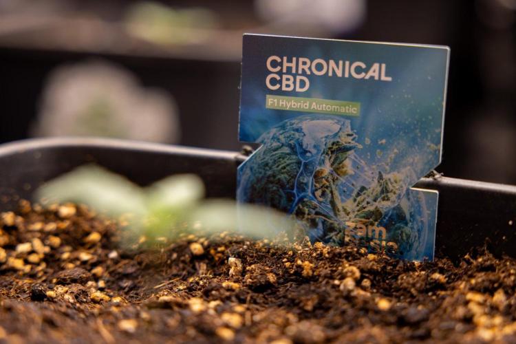 Chronical 1:1 ☤ - Zamnesia x B&B. Week 1 - Chronical CBD 1:1 - f1 Hybrid Automatic - Day 6