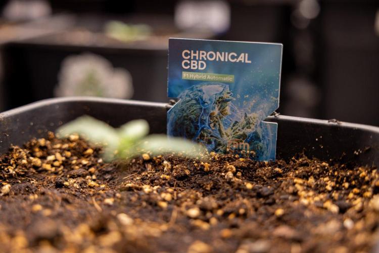 Chronical 1:1 ☤ - Zamnesia x B&B. Week 1 - Chronical CBD 1:1 - f1 Hybrid Automatic - Day 6