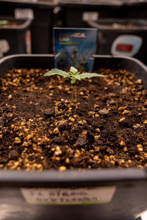 Chronical 1:1 ☤ - Zamnesia x B&B. Week 1 - Chronical CBD 1:1 - f1 Hybrid Automatic - Day 6