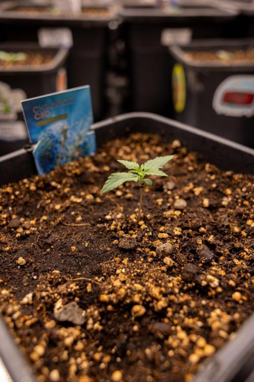 Chronical 1:1 ☤ - Zamnesia x B&B. Week 1 - Chronical CBD 1:1 - f1 Hybrid Automatic - Day 6