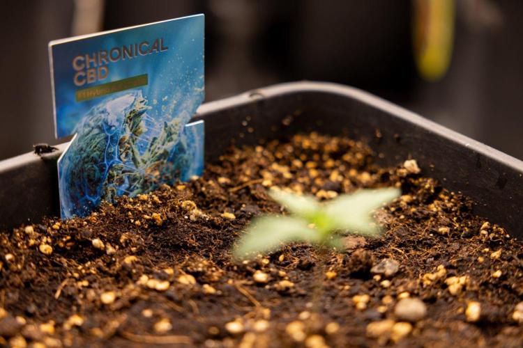 Chronical 1:1 ☤ - Zamnesia x B&B. Week 1 - Chronical CBD 1:1 - f1 Hybrid Automatic - Day 6