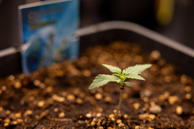 Chronical 1:1 ☤ - Zamnesia x B&B. Week 1 - Chronical CBD 1:1 - f1 Hybrid Automatic - Day 6