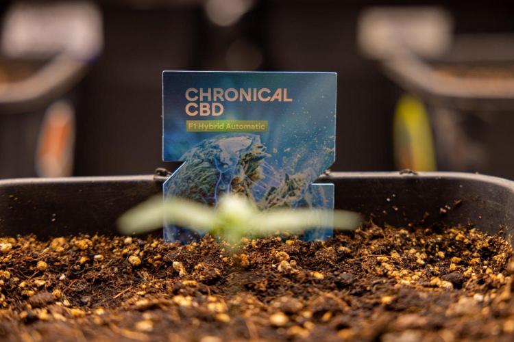 Chronical 1:1 ☤ - Zamnesia x B&B. Week 1 - Chronical CBD 1:1 - f1 Hybrid Automatic - Day 6