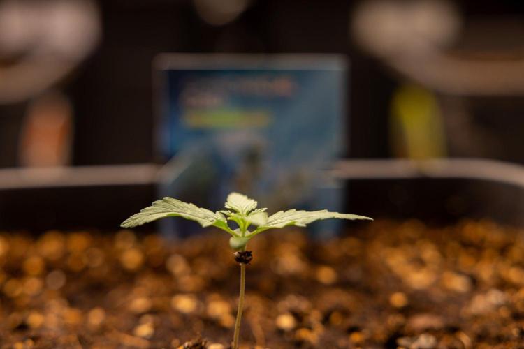 Chronical 1:1 ☤ - Zamnesia x B&B. Week 1 - Chronical CBD 1:1 - f1 Hybrid Automatic - Day 6