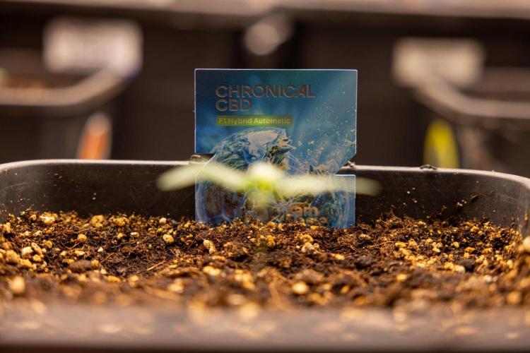 Chronical 1:1 ☤ - Zamnesia x B&B. Week 1 - Chronical CBD 1:1 - f1 Hybrid Automatic - Day 6