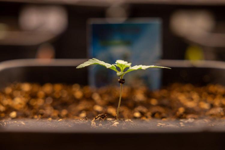 Chronical 1:1 ☤ - Zamnesia x B&B. Week 1 - Chronical CBD 1:1 - f1 Hybrid Automatic - Day 6