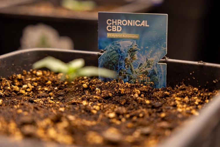 Chronical 1:1 ☤ - Zamnesia x B&B. Week 1 - Chronical CBD 1:1 - f1 Hybrid Automatic - Day 6