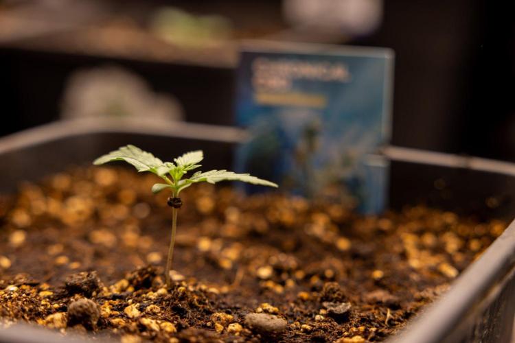 Chronical 1:1 ☤ - Zamnesia x B&B. Week 1 - Chronical CBD 1:1 - f1 Hybrid Automatic - Day 6