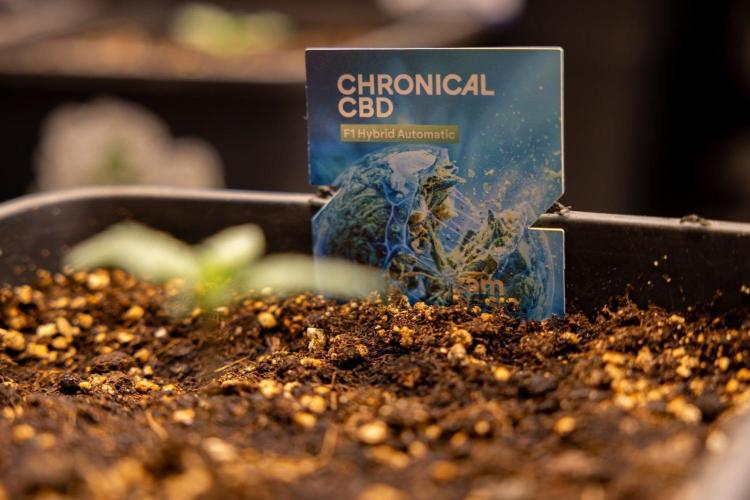 Chronical 1:1 ☤ - Zamnesia x B&B. Week 1 - Chronical CBD 1:1 - f1 Hybrid Automatic - Day 6