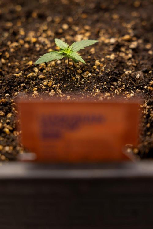 Hawaiian Snow 🌸 Auto - Zamnesia x B&B. Week 1 - Hawaiian Snow Auto - Day 6