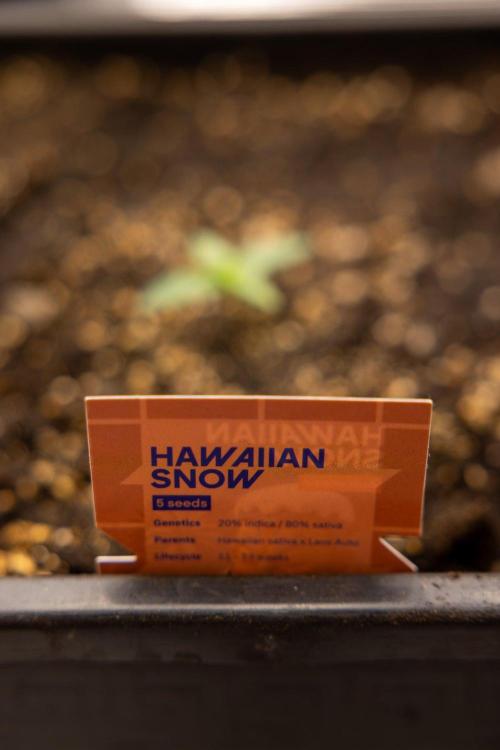 Hawaiian Snow 🌸 Auto - Zamnesia x B&B. Week 1 - Hawaiian Snow Auto - Day 6