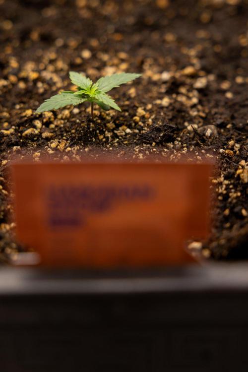 Hawaiian Snow 🌸 Auto - Zamnesia x B&B. Week 1 - Hawaiian Snow Auto - Day 6